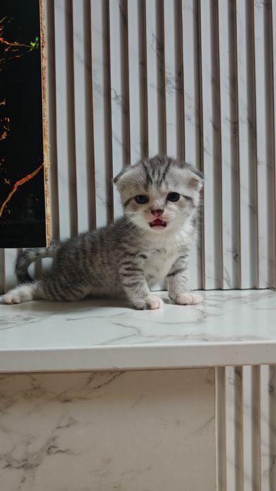 Продам милого котёнка