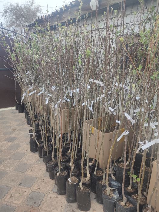 Продам саженцы  Россия