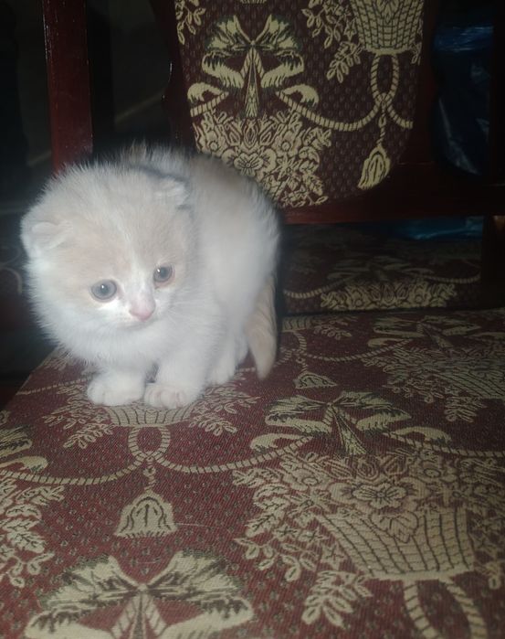 Котёнок Скоттиш Фолд 2,5 месяц