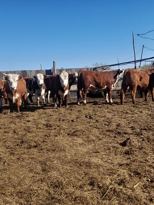 Продам быков с откорма