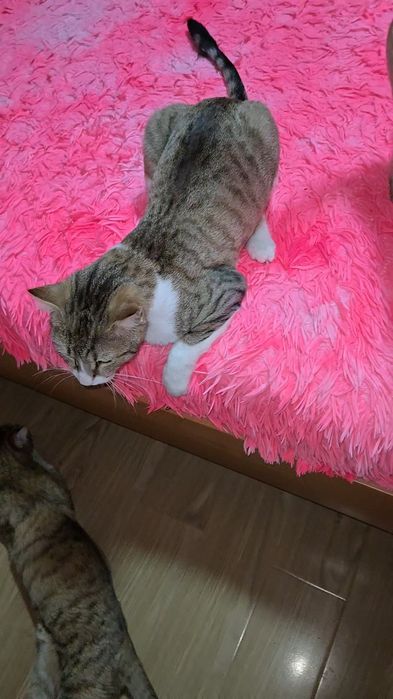Pentru adoptie motan UNIC,Super-Lipicios