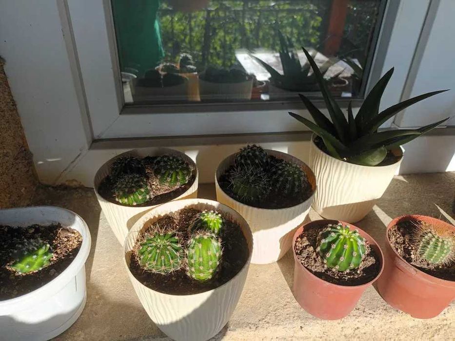 Бял, розов и жълт цъфтящ кактус Ехинопсис (Echinopsis eyriesii)