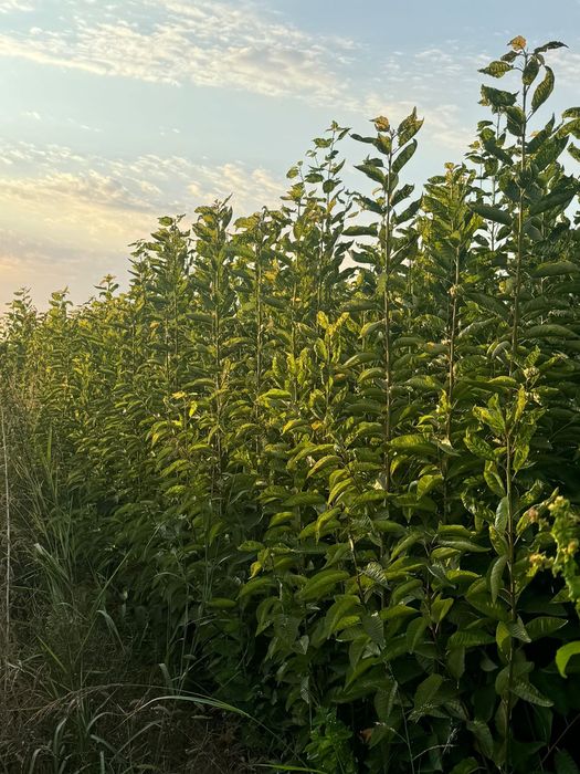 Ассортимент  кошеттер