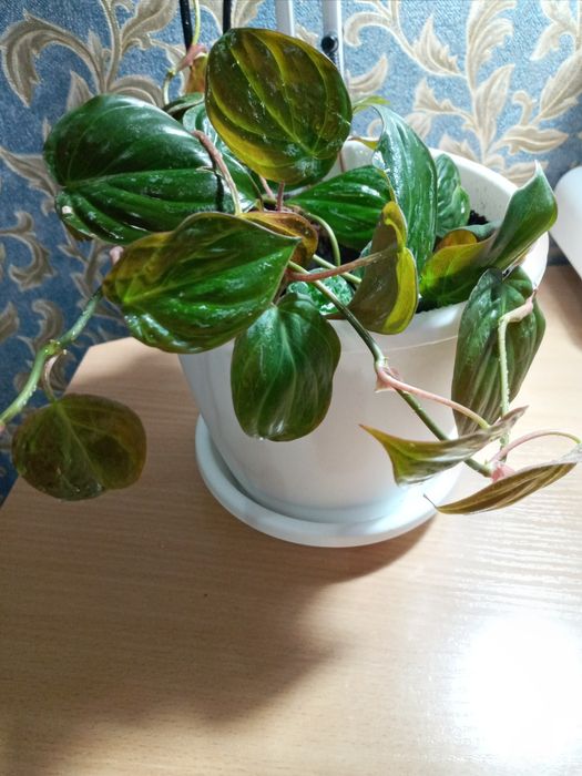 Продам филодендрон