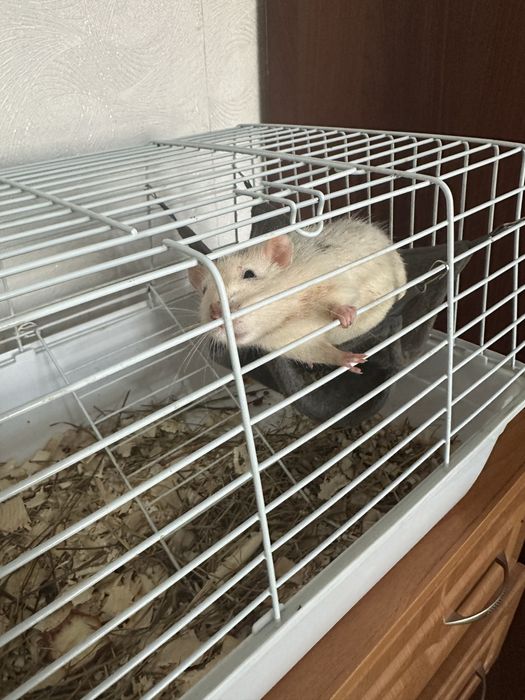Продам крысу с клеткой