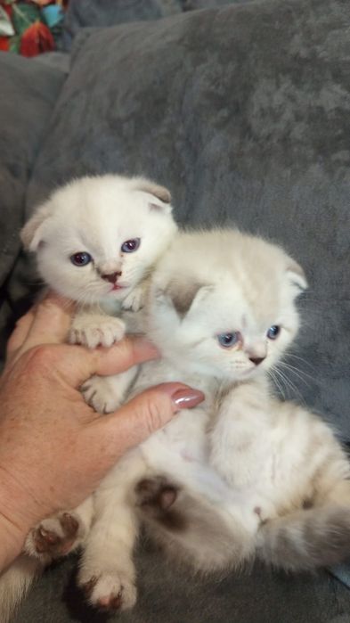 КотЯта ШотлаНдцы