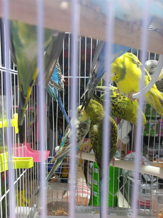 Волнистые попугаи