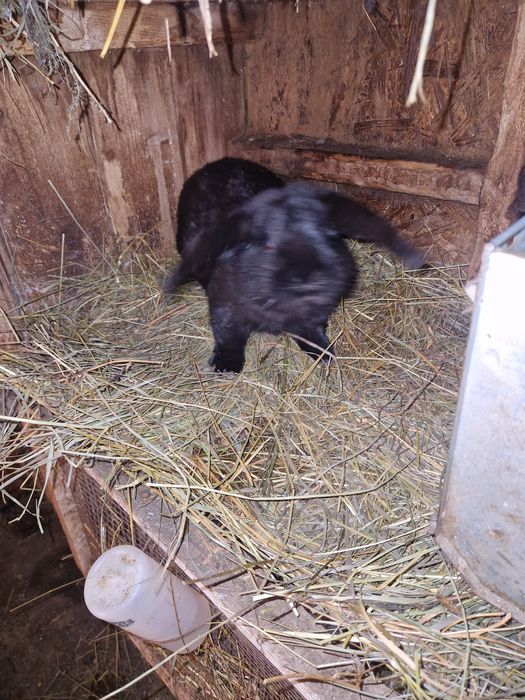 Mascul berbec german 7 luni