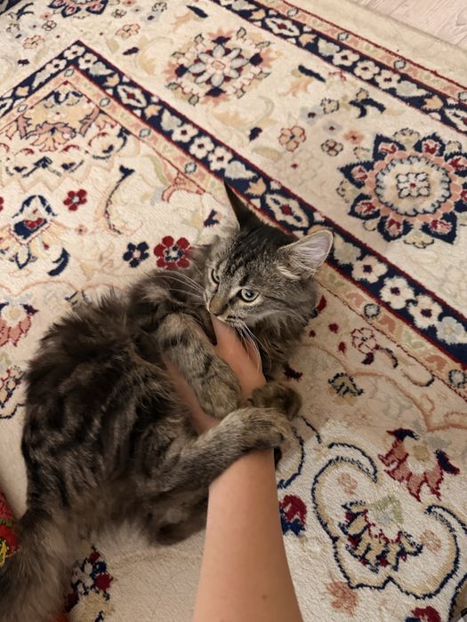 кошка бесплатно мальчик