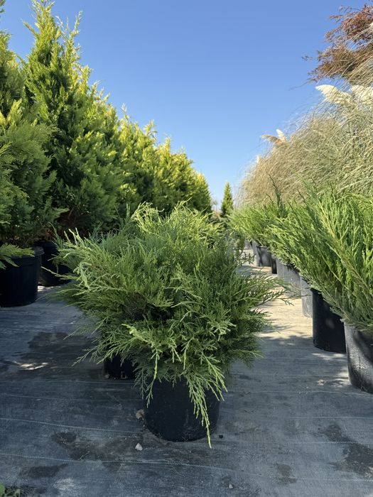 Plante pentru exterior