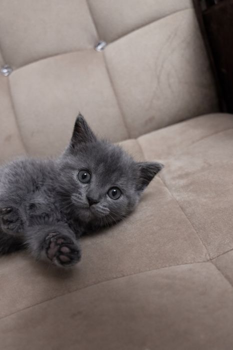 Скоттиш страйт девочка срочно продается