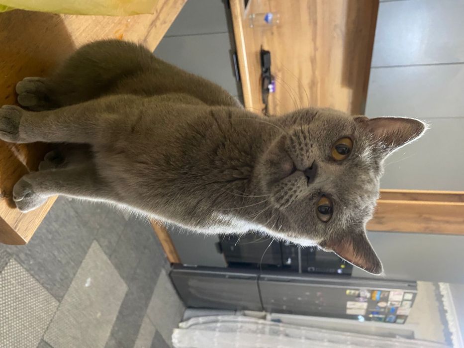 Отдам кошку в добрые заботливые руки