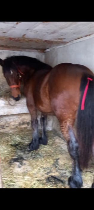 O pereche de  mânji speciali linia Fitero de vanzare