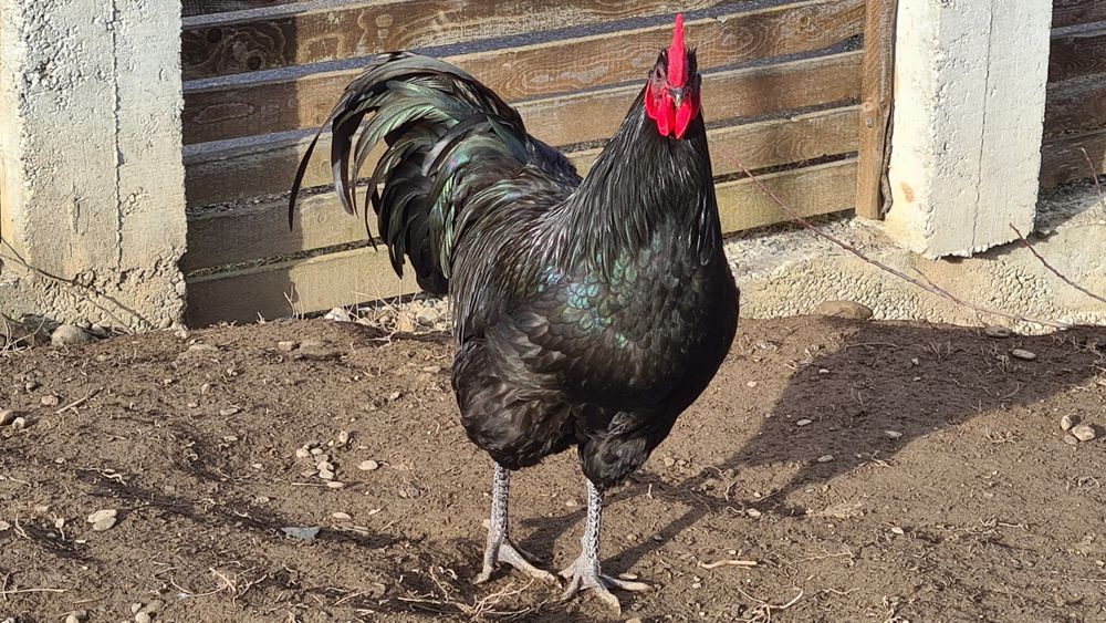 Cocoș Australorp