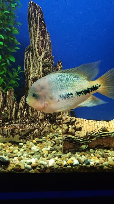 Красноголовая вьеха