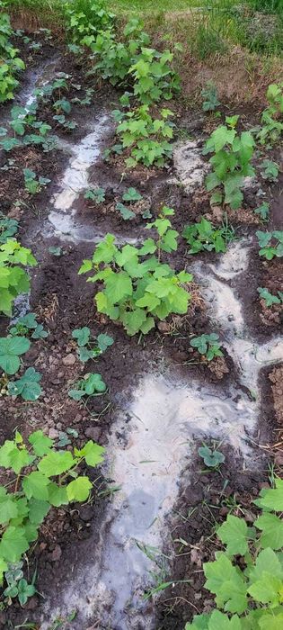 Рассада черной смородины, малины