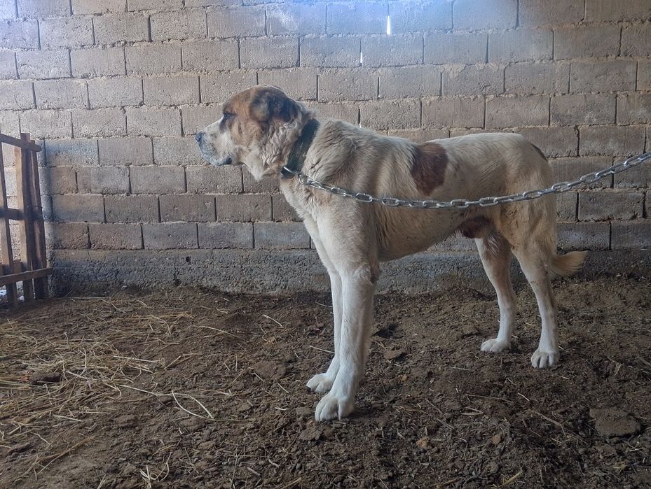 Алабай 2жасар...