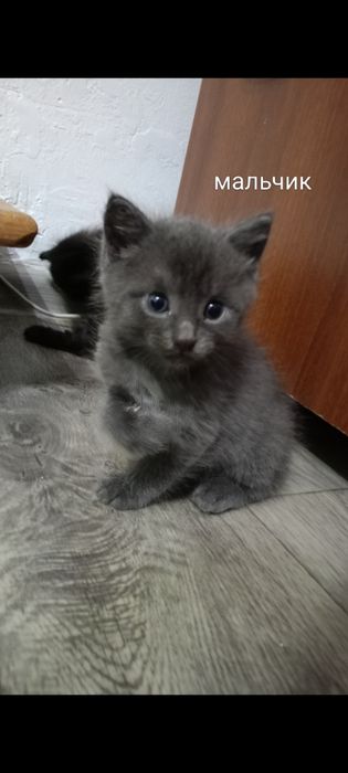 Отдам котят бесплатно