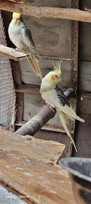 Perechii Nimfe  mature