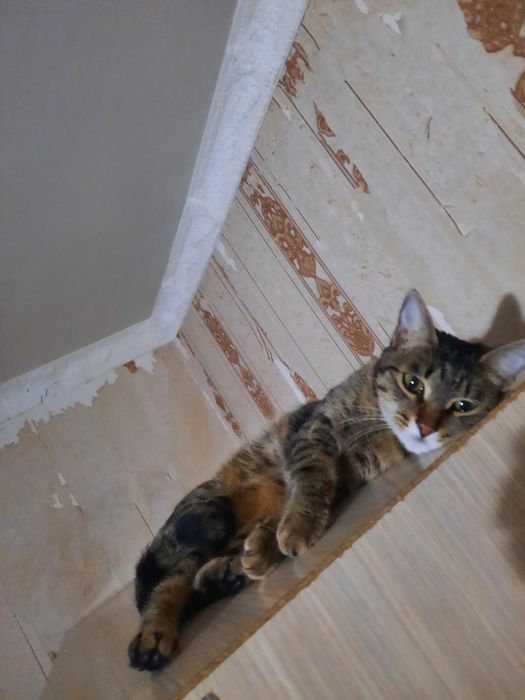 Отдам бесплатно кошка 1 год 7 месяцев