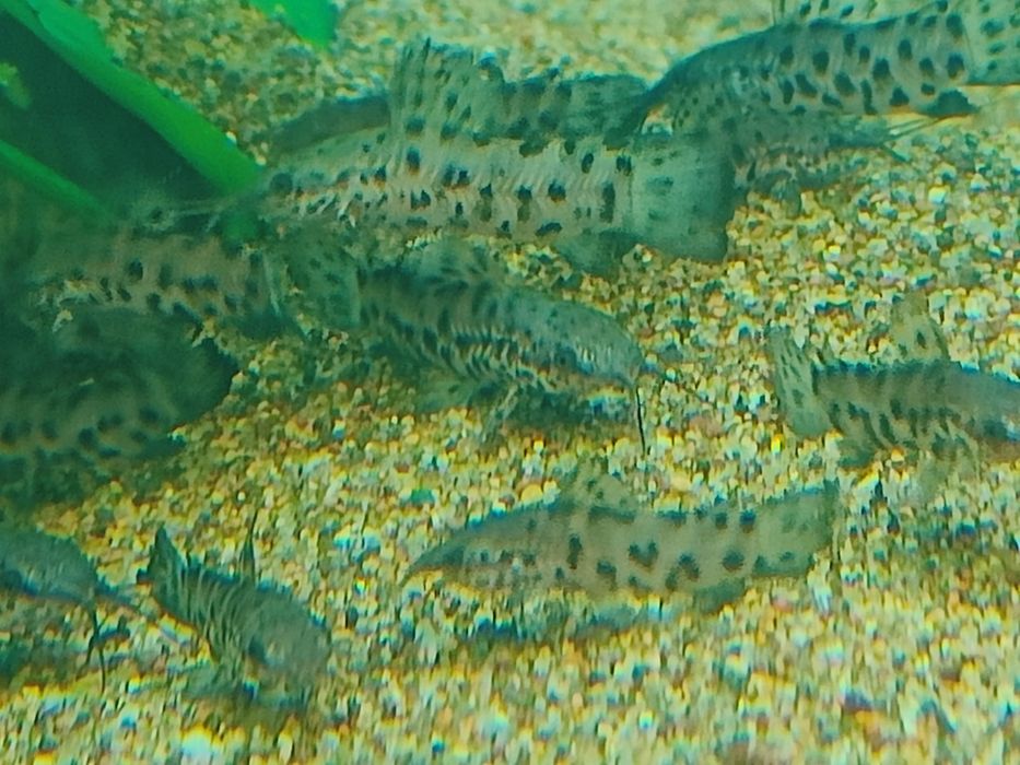 Сомики таракатумы