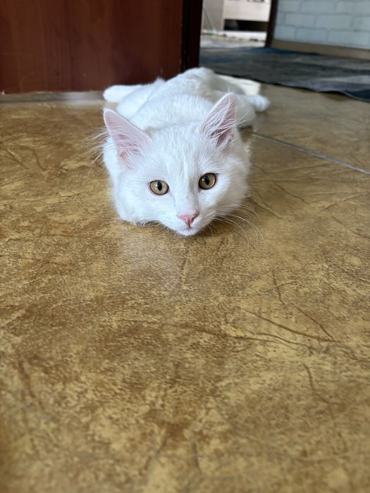 Отдам кота в добрые руки