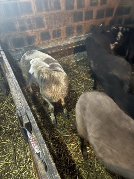 Berbecuti de vanzare