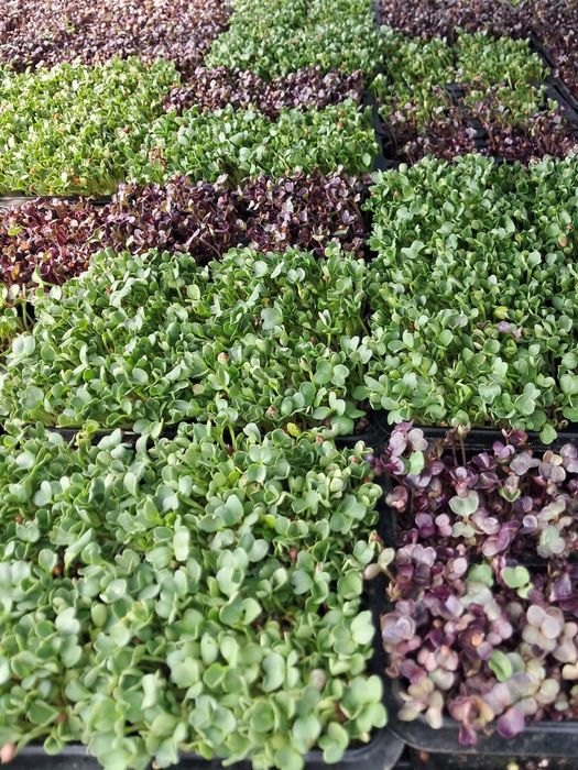 Plante aromatice şi mictoplante