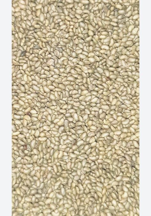 Семена люцерна Мерке