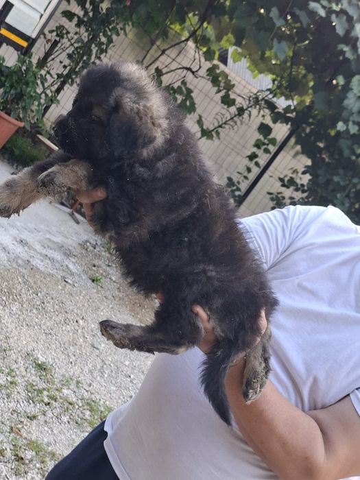 Pui Ciobănesc Caucazian cu Pedigree