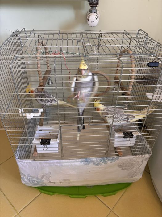3 papagali nimfă + cușcă și accesorii