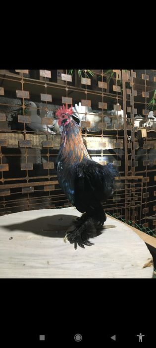 Японский кораздар сатылады