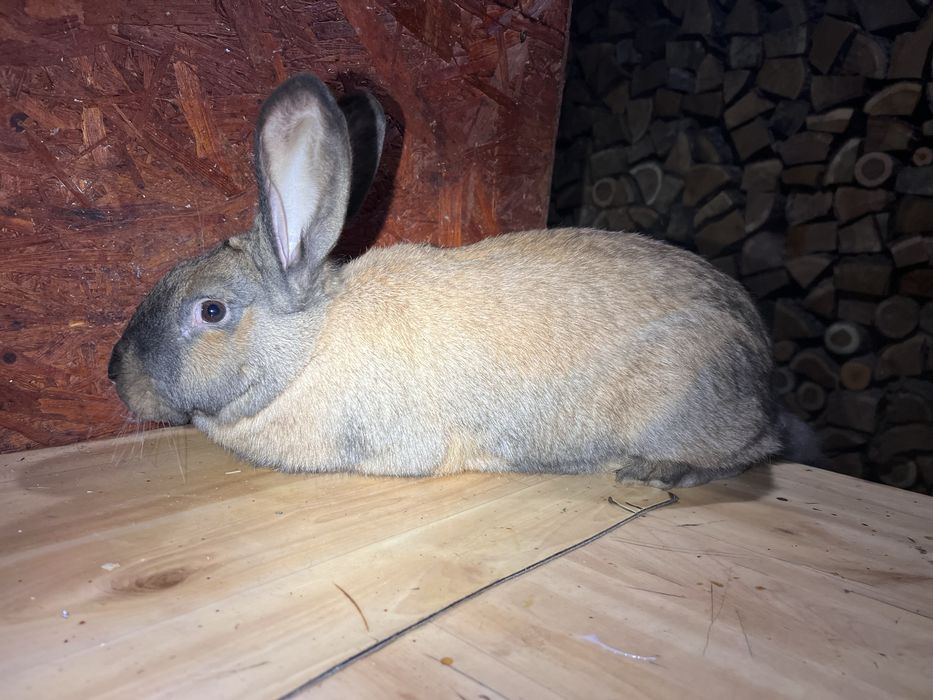 Vand / Schimb cu pasari de curte iepuri belgian