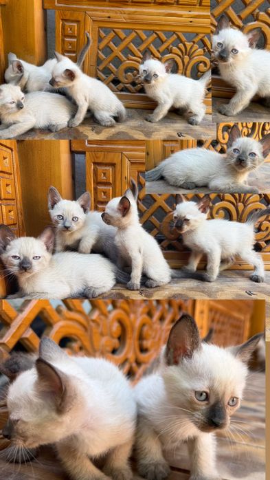 Котята сиамские 2 месяца