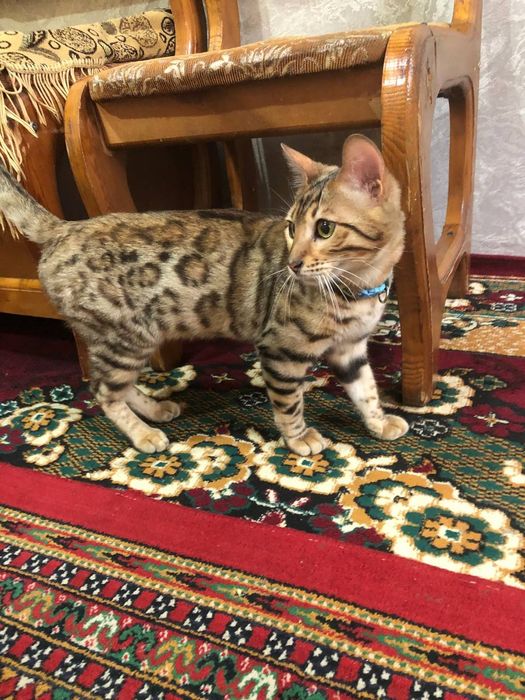 Bengal ogil bola 1 yowdan owkan