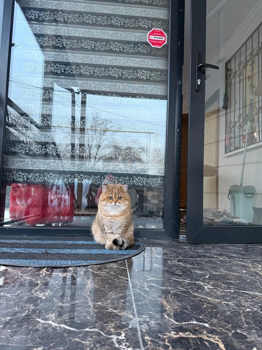 Британские котята