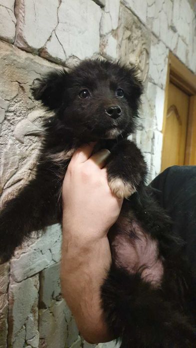 отдам щенков в хорошие руки