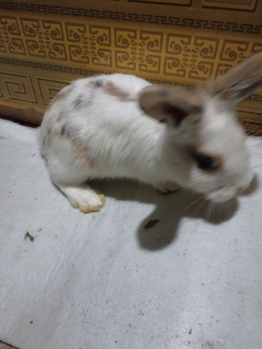 Три коллор болалари сотилади