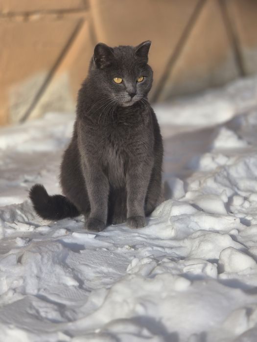Отдам в добрые руки молодую кошечку