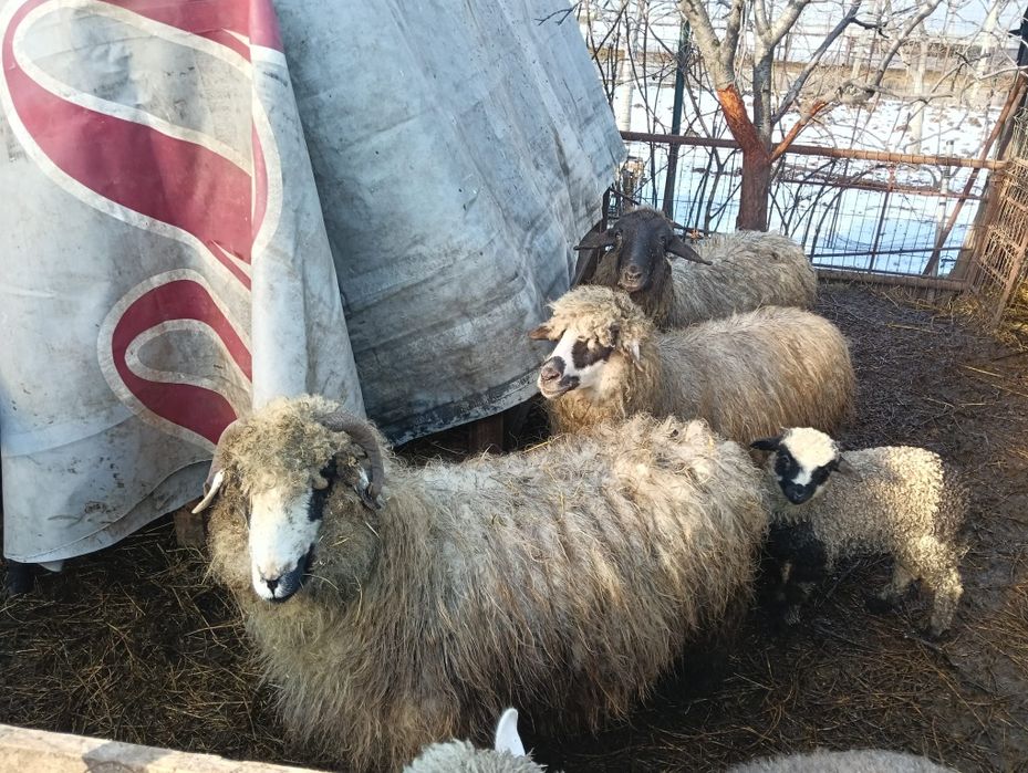 Vând 3 oi țurcane 2 cu miel și una depusă trebuie sa fete