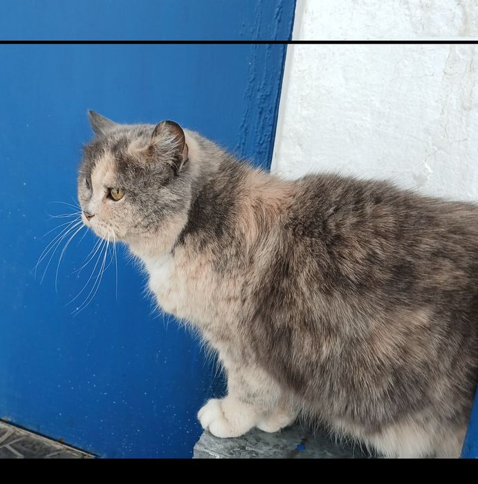 Я взрослая, мудрая и очень хочу домой!