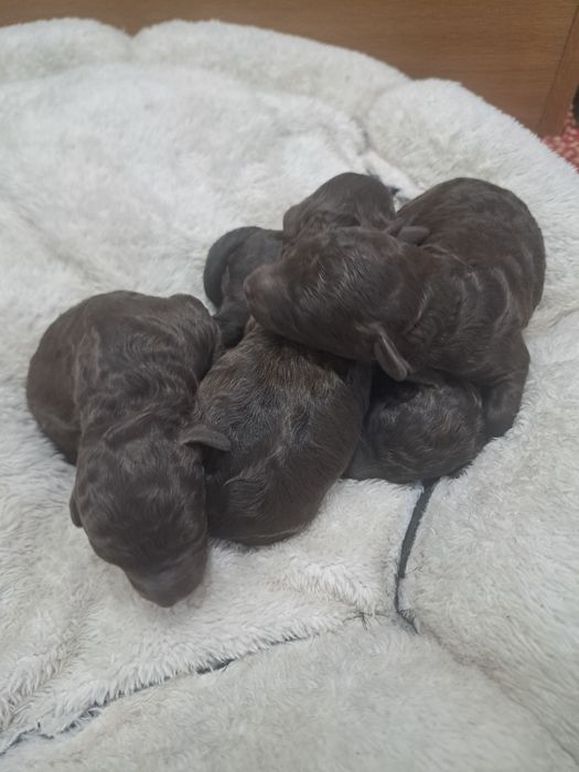 Той пудел шоколад