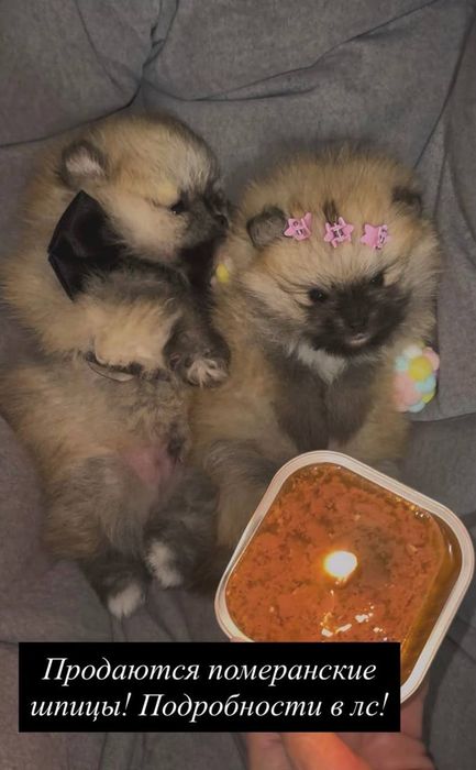 Продается щенята померанские  шпицы