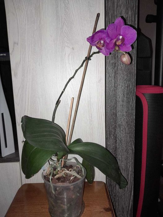 Орхидеи фаленопсис