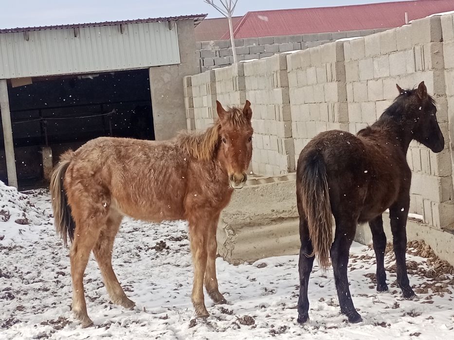 Тайлар сатылады еркек