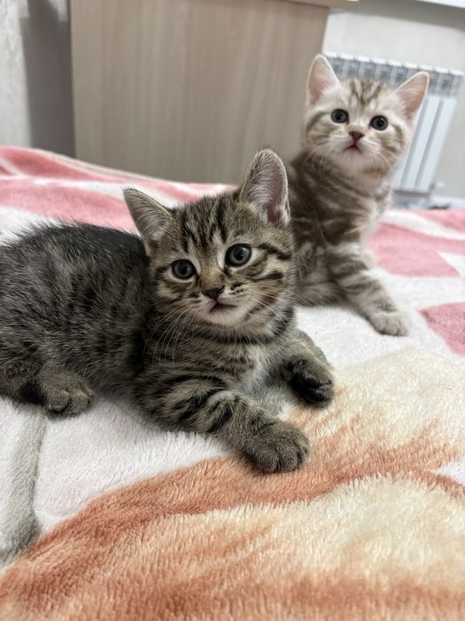 Продажа британских котят