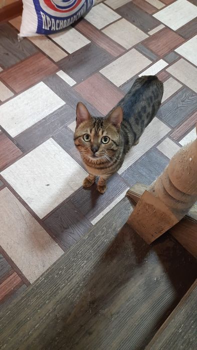 Бенгальские котята