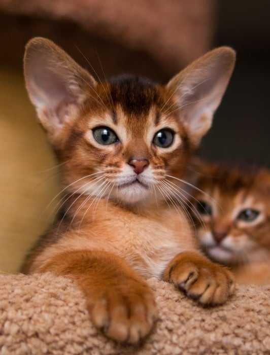 Абиссинские клубные котята