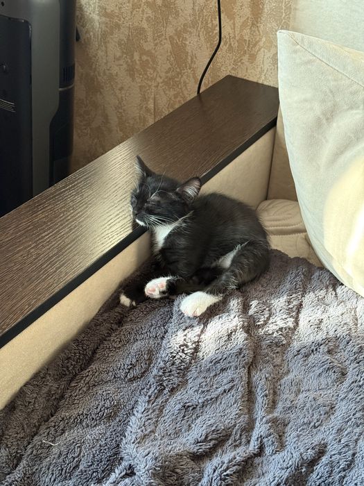 Котёнок девочка отдам