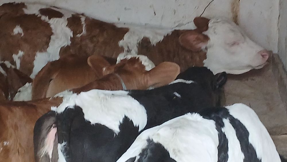Vitei dela 2 saptamani la intarcati